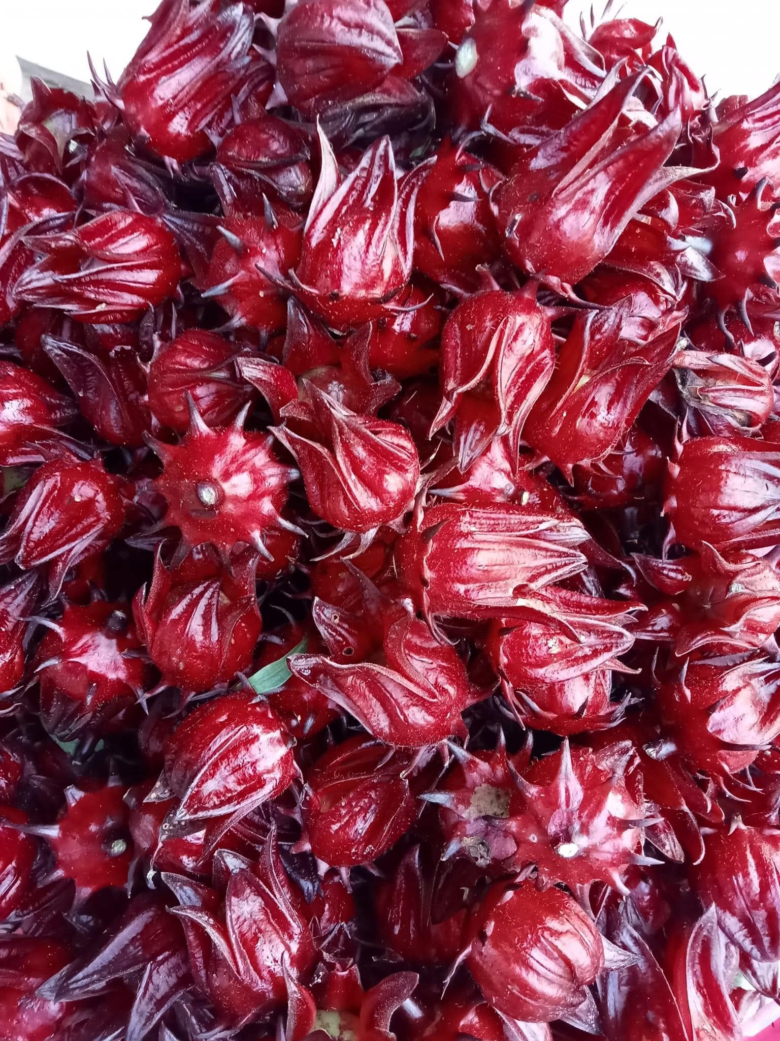 Lưu ý khi sử dụng hoa Atiso đỏ