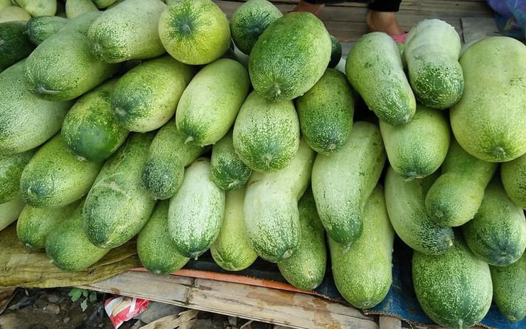 Giới thiệu về quả dưa mèo