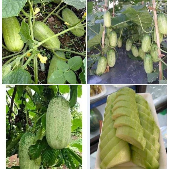 Giống dưa chuột được thị trường cực kỳ yêu thích 