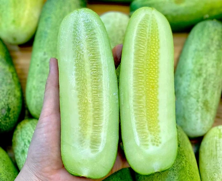 Mua quả dưa mèo ở đâu?