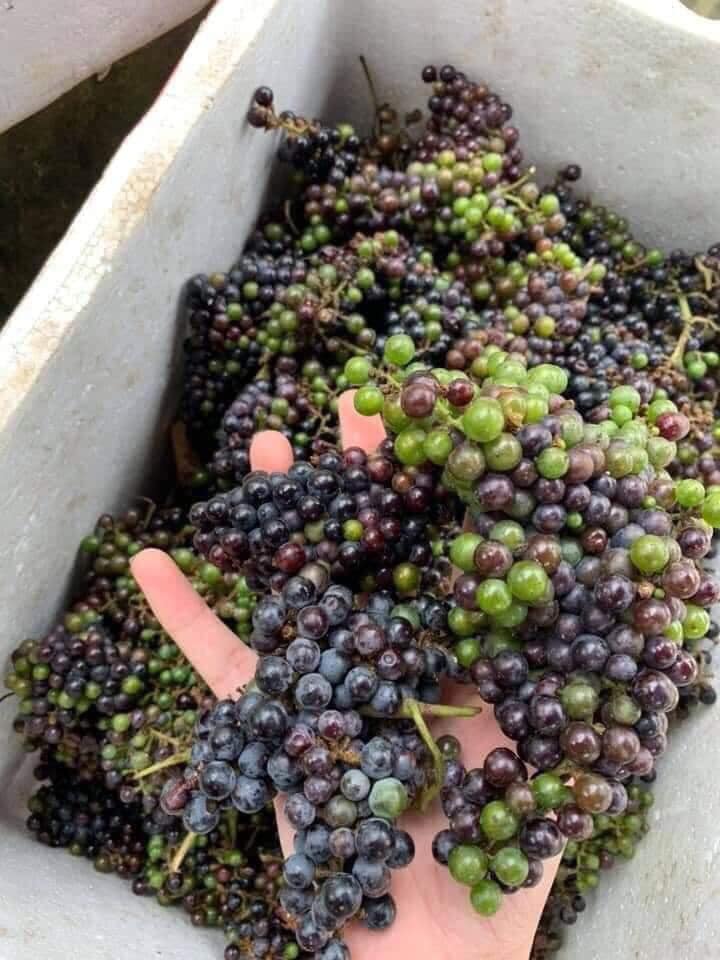 Quả nho rừng -120k/kg