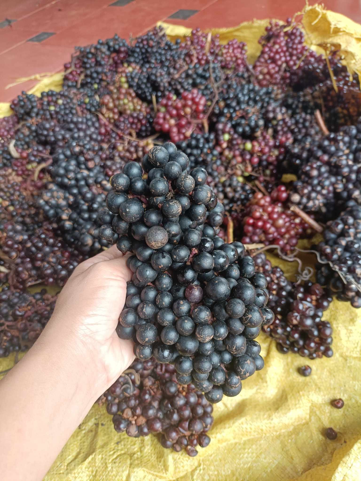 Lợi ích của quả nho rừng với sức khỏe