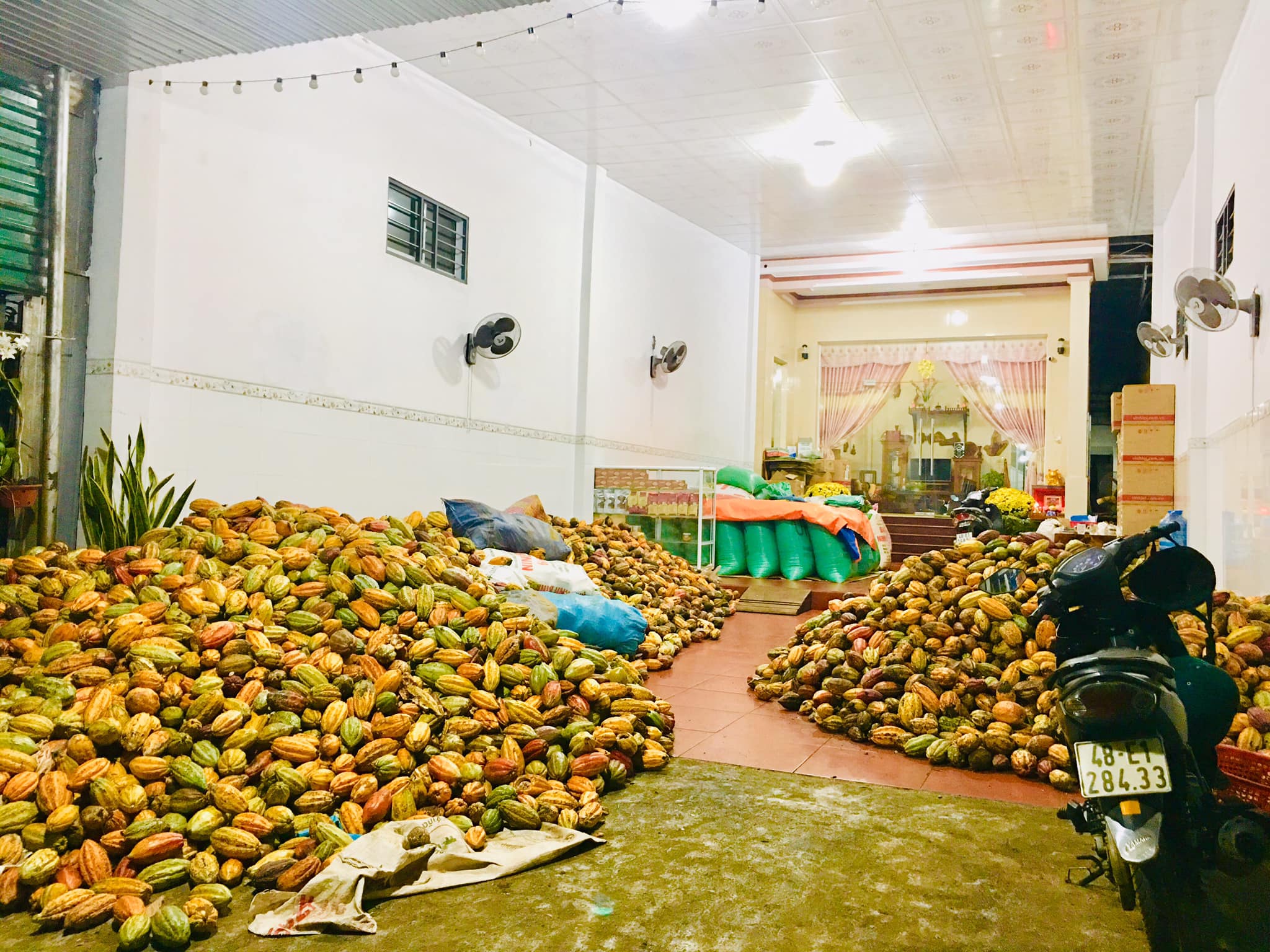 qua cacao thu hoach ve