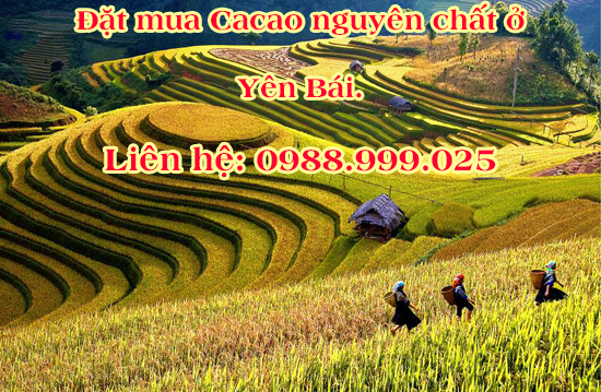 Phân phối bột Cacao nguyên chất ở Yên Bái
