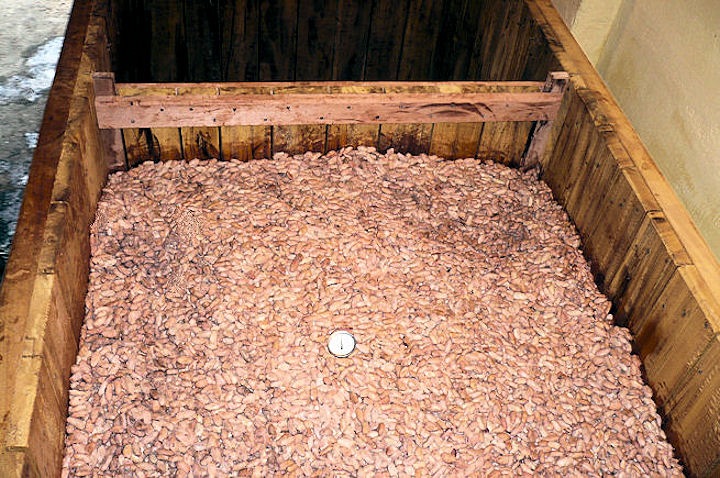 công đoạn lên men hạt cacao