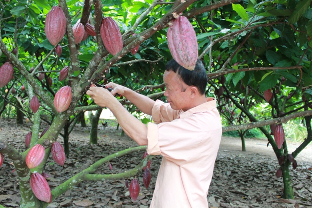 Giới Thiệu Về Cacao ĐakLak