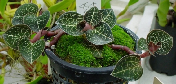 Lan kim tuyến có tác dụng hỗ trợ và điều trị ung thư hiệu quả