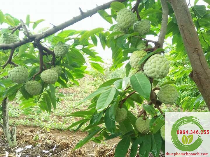 Giới thiệu về Na bở Kim Bảng