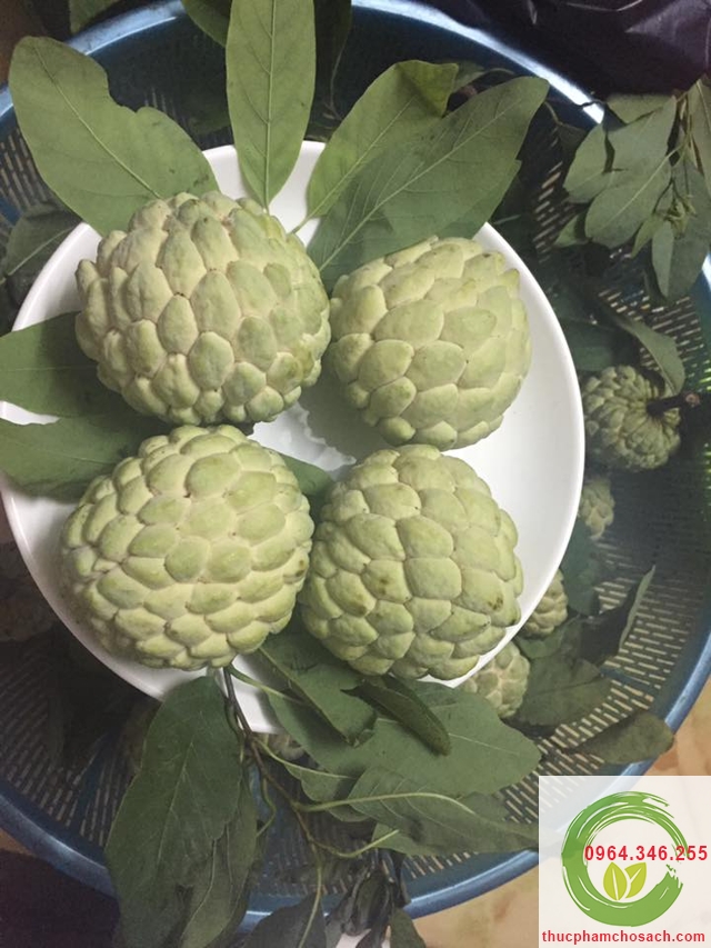 Na bở bán tại cửa hàng chợ sạch