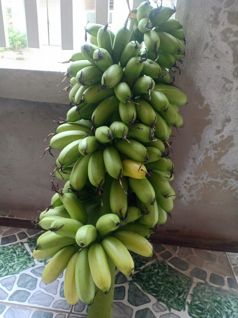 Chuối ngự tiến vua tại Hà Nội 