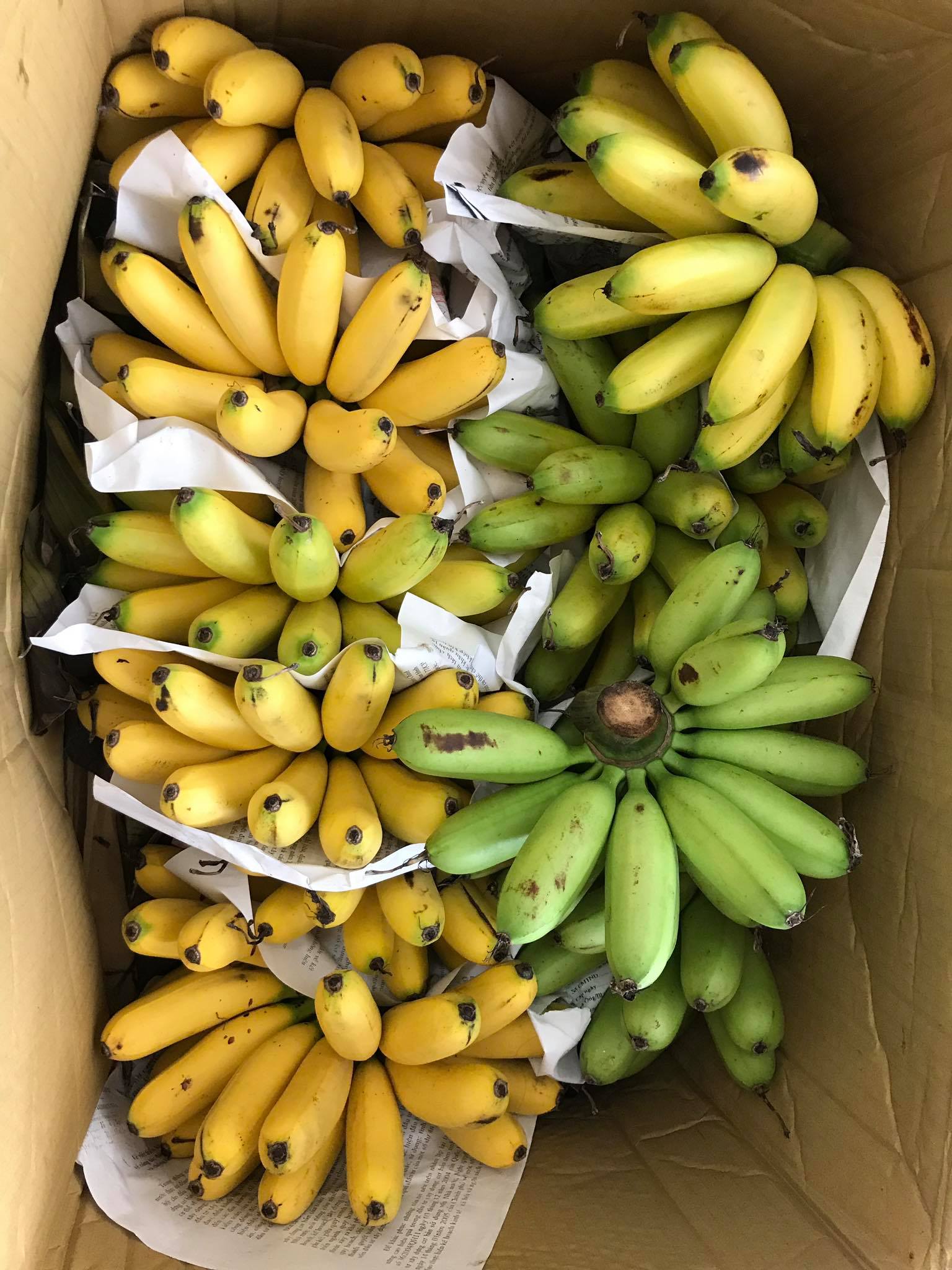 Chuối ngự tiến vua tại Hà Nội 