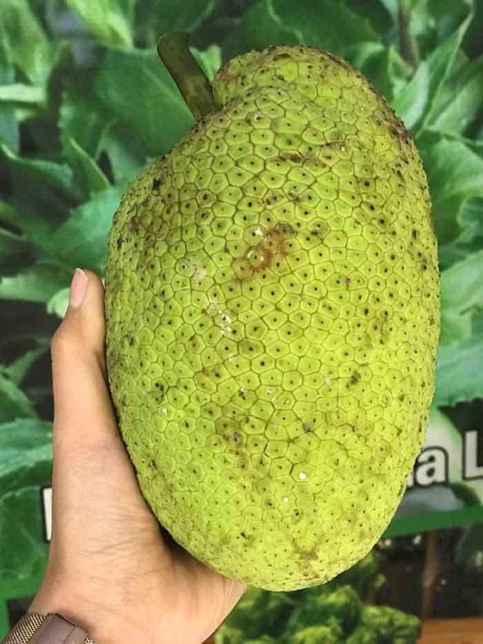 Mua quả Sake tươi ở đâu tại Hà Hội và Sài Gòn?