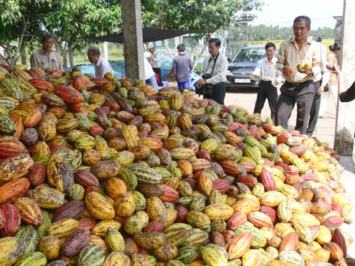 Thu hoạch cacao