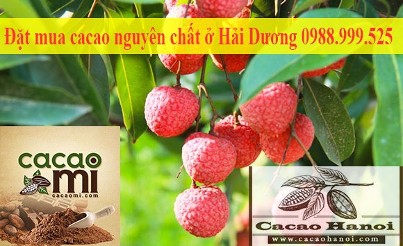 Đặt mua cacao nguyên chất ở Hải Dương